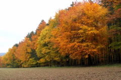 HD-Niederlibbach